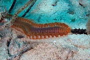 Hermodice-carunculata ver de feu-Bonaire Nearest point-16m-20180221-Denis-ADER-DSC_7307_tn
